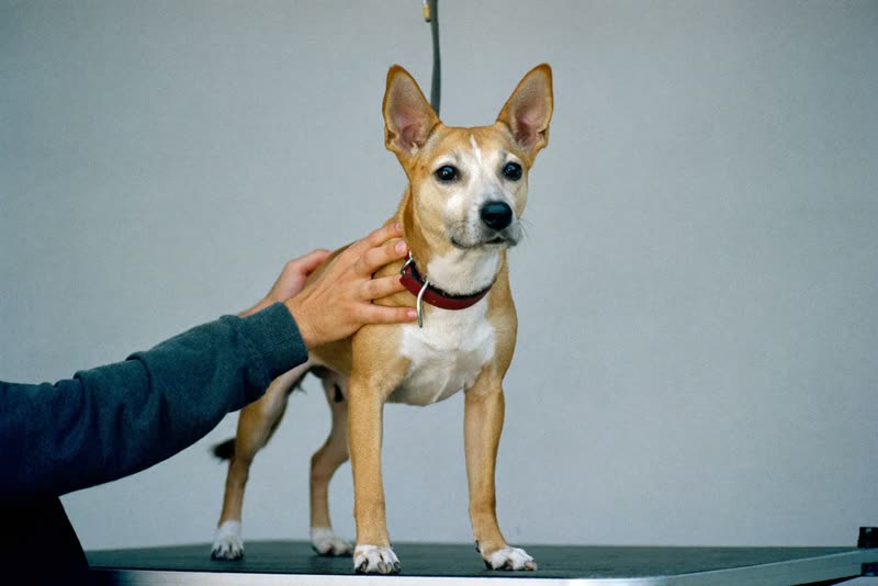 A calm dog standing on a grooming table being held steady